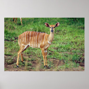 Vrouwtje Nyala, Hluhluwe-Umfolozi Game Reserve Poster