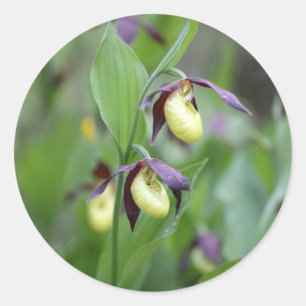 Vrouwtjes pantoffelorchideeën (Cypripedium calceol Ronde Sticker