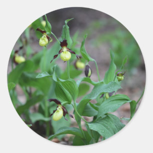 Vrouwtjes pantoffelorchideeën (Cypripedium calceol Ronde Sticker