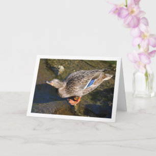 Vrouwtjes Wilde Eend Portret Kaart