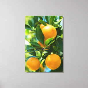 Vrucht Dragende Sinaasappelboom Canvas Afdruk