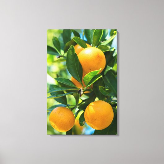Vrucht Dragende Sinaasappelboom Canvas Afdruk (Voorkant)