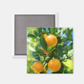 Vrucht Dragende Sinaasappelboom Magneet (Voorkant / Achterkant)