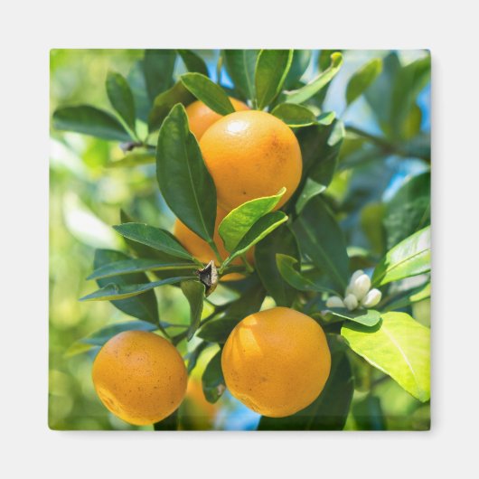 Vrucht Dragende Sinaasappelboom Magneet (Voorkant)