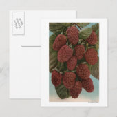 Vruchtchroomafnemer van LoganberriesStaat Briefkaart (Voorkant / Achterkant)