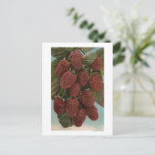 Vruchtchroomafnemer van LoganberriesStaat Briefkaart (Staand voorkant)