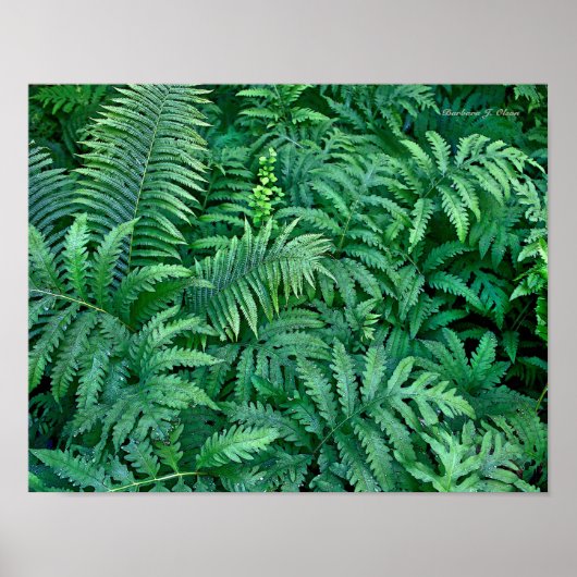 Vruchten: Canvas — vlak Poster (Voorkant)