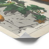 vruchten | Charlotte Mary Yonge Poster (Hoek)