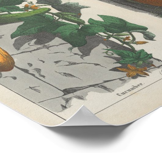 vruchten | Charlotte Mary Yonge Poster (Hoek)