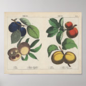 vruchten | Charlotte Mary Yonge Poster (Voorkant)