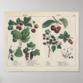 vruchten | Charlotte Mary Yonge Poster (Voorkant)