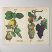 vruchten | Charlotte Mary Yonge Poster (Voorkant)