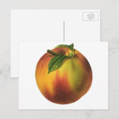  vruchten, gerijpt organisch perzik met leder briefkaart (Voorkant / Achterkant)