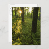 Vruchten in het bos in Grafton, Massachusetts. Briefkaart (Voorkant / Achterkant)