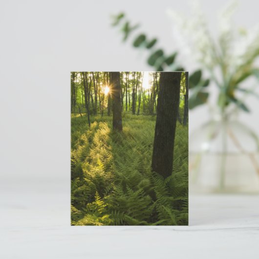 Vruchten in het bos in Grafton, Massachusetts. Briefkaart (Staand voorkant)