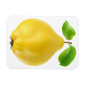 Vruchten Magneet (Horizontaal)