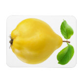 Vruchten Magneet (Horizontaal)