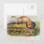 Vruchten met zwarte voet briefkaart (Voorkant / Achterkant)