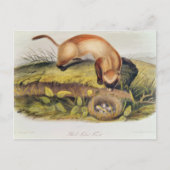 Vruchten met zwarte voet briefkaart (Voorkant)