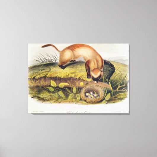 Vruchten met zwarte voet canvas afdruk (Voorkant)