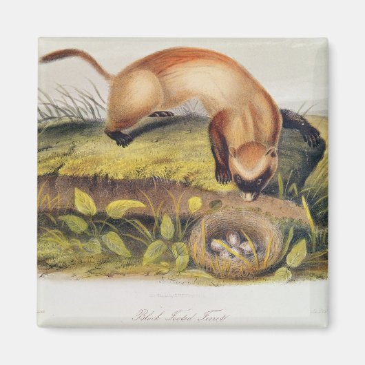 Vruchten met zwarte voet magneet (Voorkant)