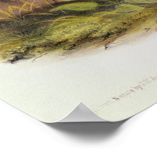 Vruchten met zwarte voet poster (Hoek)