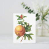 vruchten, Pomegranaat van Redoute Briefkaart (Staand voorkant)