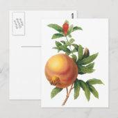 vruchten, Pomegranaat van Redoute Briefkaart (Voorkant / Achterkant)