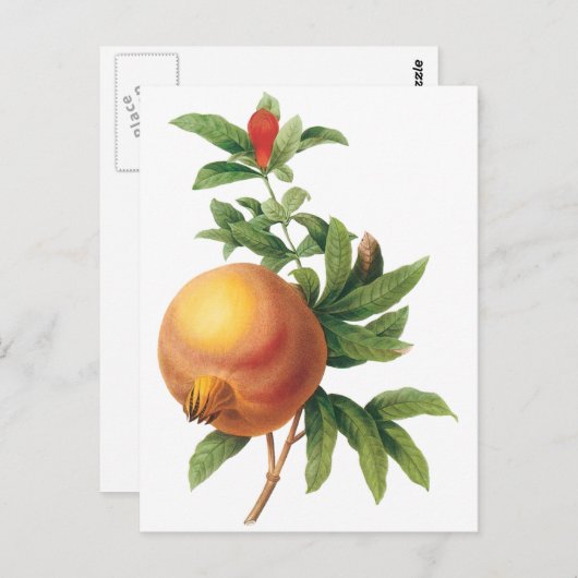  vruchten, Pomegranaat van Redoute Briefkaart (Voorkant / Achterkant)
