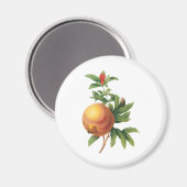  vruchten, Pomegranaat van Redoute Magneet (Voorkant / Achterkant)