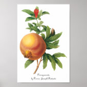  vruchten, Pomegranaat van Redoute Poster (Voorkant)
