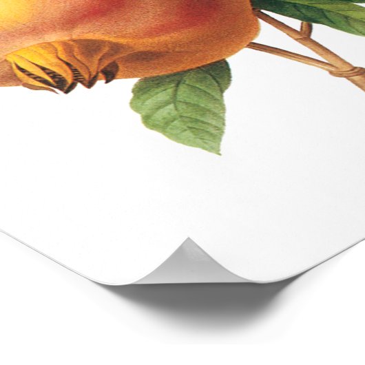  vruchten, Pomegranaat van Redoute Poster (Hoek)