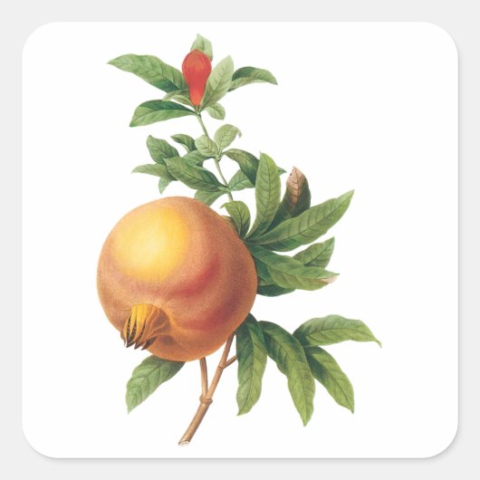  vruchten, Pomegranaat van Redoute Vierkante Sticker (Voorkant)