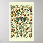  vruchten van Adolphe Millot Poster (Voorkant)