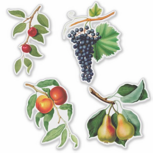  vruchten van Gallesio Sticker (Voorkant)