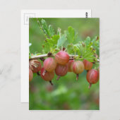 Vruchten van kruisbessen briefkaart (Voorkant / Achterkant)