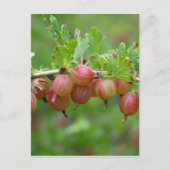 Vruchten van kruisbessen briefkaart (Voorkant)