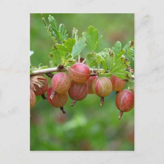 Vruchten van kruisbessen briefkaart (Voorkant)