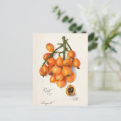 Vruchten van vruchten (Eriobotrya Japon) Briefkaart (Staand voorkant)