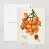 Vruchten van vruchten (Eriobotrya Japon) Briefkaart (Voorkant / Achterkant)