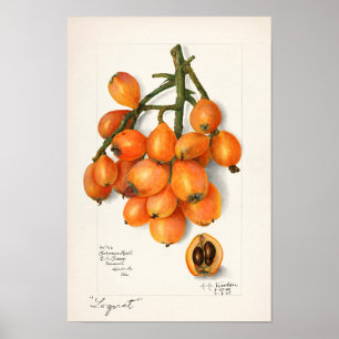 Vruchten van vruchten (Eriobotrya Japon) Poster