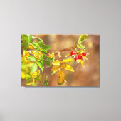 vruchten van wilde Rozen Canvas Afdruk (Voorkant)