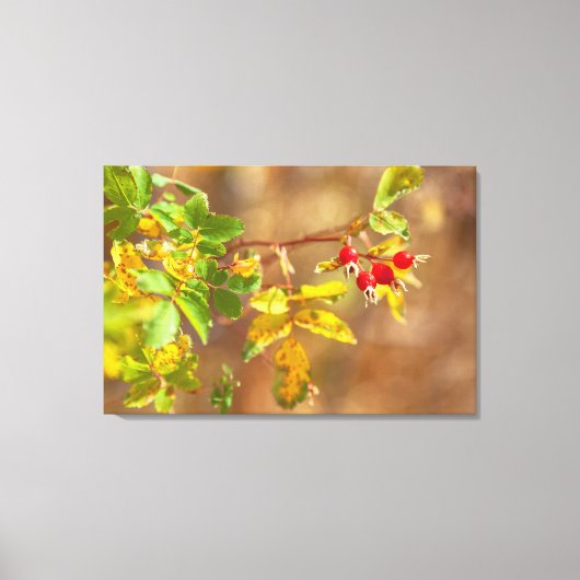 vruchten van wilde Rozen Canvas Afdruk (Voorkant)