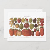  vruchtenbessen Antiek esthetisch Briefkaart (Voorkant / Achterkant)