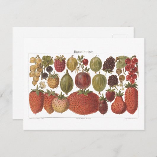  vruchtenbessen Antiek esthetisch Briefkaart (Voorkant / Achterkant)