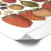  vruchtenbessen Antiek esthetisch Poster (Hoek)