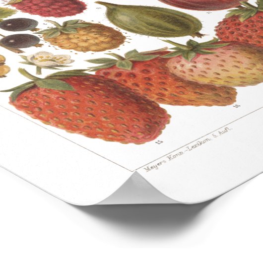  vruchtenbessen Antiek esthetisch Poster (Hoek)