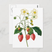 vruchtenbessen Voedingsaardbeien door Redoute Briefkaart (Voorkant / Achterkant)