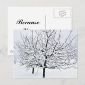 Vruchtenboom in de winterkleding briefkaart (Voorkant / Achterkant)
