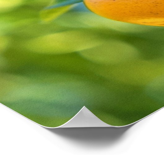 Vruchtende Oranje boom Poster (Hoek)